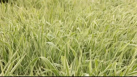 Breeze over the green grass Video stock 6530280