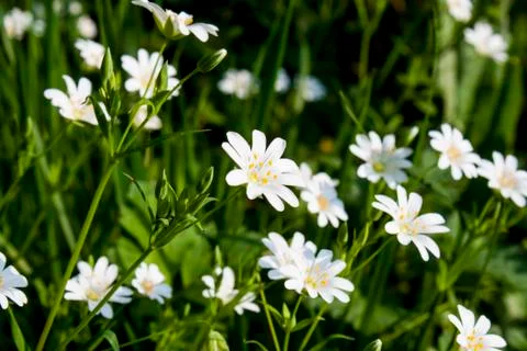 A Breeze Stock Photos