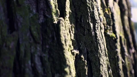 The breeze rustles the cobweb on the trunk of a large tree Stock Footage 101254676