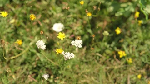 A breeze rustles flowers in a meadow. Stock Footage 283682367