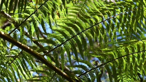 Breeze rustles the leaves Stock Footage 165529514