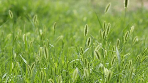 The breeze in the Setaria viridis Stock Footage 39488771