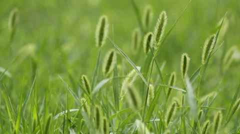 The breeze in the Setaria viridis Stock Footage 39489557