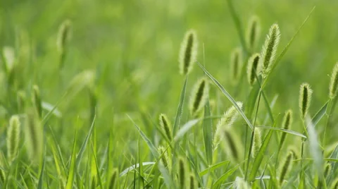 The breeze in the Setaria viridis Stock Footage 39489962