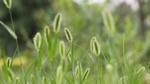 The breeze in the Setaria viridis Stock Footage 39490901