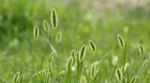 The breeze in the Setaria viridis Stock Footage 39491058