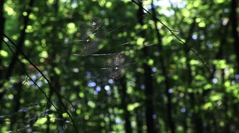 Breeze spider web forest trees background2461 動画素材 1066273