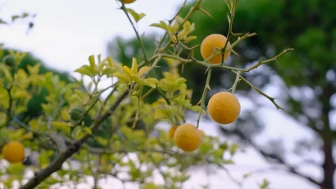 The breeze sways the branch of a lemon tree with lemons, closeup Video stock 252313409