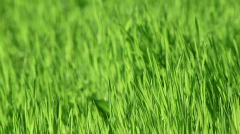 Breeze sways the grass Stock Footage 726136