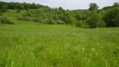 A breeze sways the grass in a hilly meadow near the forest. Stock Footage