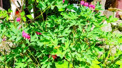 Breeze Through Blossoms 库存影片 296361242