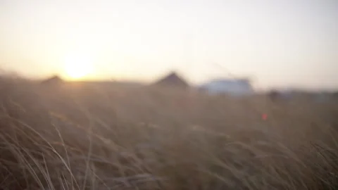 Breeze through the dry grass during sunset Stock Footage 278788027