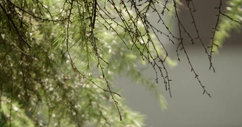 BREEZE THROUGH FIR TREE BRANCHES Stock Footage 141073523