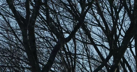 Breeze through Winter Trees in Vermont Stock Footage 283907923