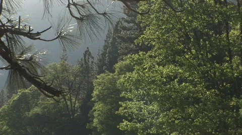 Breeze in the trees Stock Footage 475348