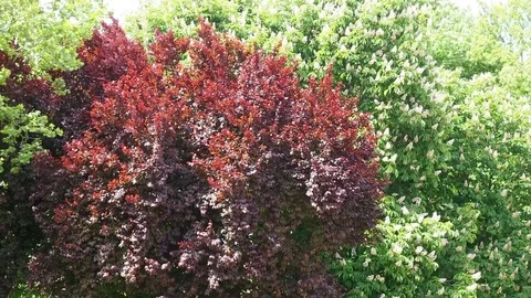 Breeze in the trees Stock Footage 75920860