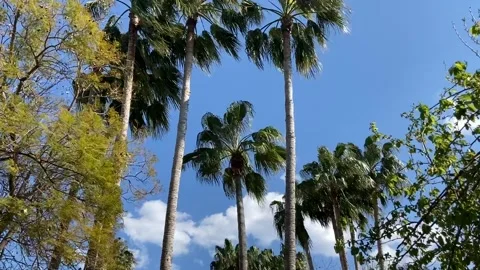 Breeze Wind through the palms with a blue sky on the background 库存影片 196103380