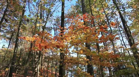 Breezy autumn Stock Footage 22174691