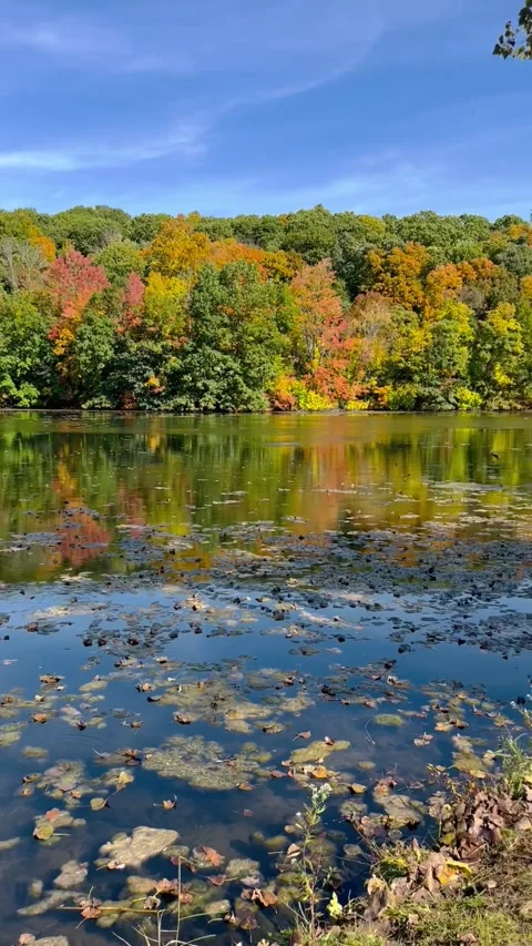 Breezy Autumn Pond Stock Footage 265266841