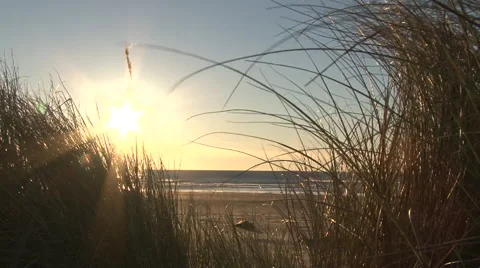 Breezy Beach Grass at Sunset Video stock 44254114