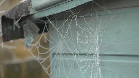 Breezy cob webs covered in ice Stock Footage 102192771