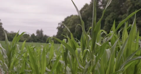 Breezy Cornstalk Stock Footage 201581513