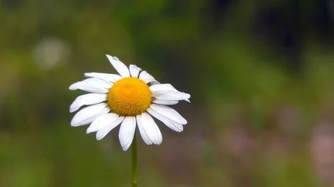 Breezy Daisy Stock Footage 111886483