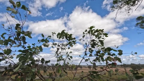 Breezy Day with Rustling Leaves Stock Footage 288183740