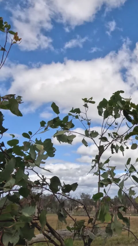 Breezy Day with Rustling Leaves Stock Footage 305535763