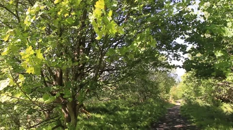Breezy forest path Cambusbarron Stirling  . Stock Footage 51771102