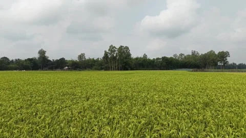 Breezy Green Rice Fields in Rural Bangladesh under Cloudy Sky Stock Footage 333640425