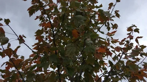 Breezy Leaves Stock Footage 118187176