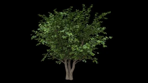 Breezy nut tree with green leaves and light bark fully isolated with alpha Stock Footage 255146497