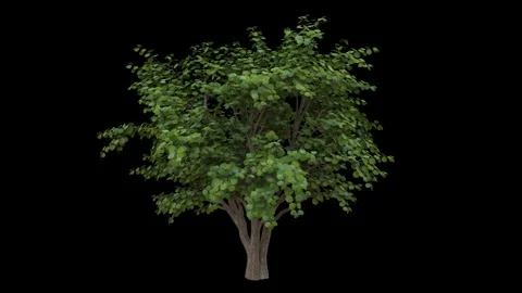 Breezy nut tree with green leaves and light bark fully isolated with alpha Stock Footage 255146498
