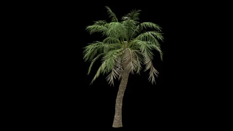 Breezy palm tree  fully isolated with alpha channel Stock Footage 255146524