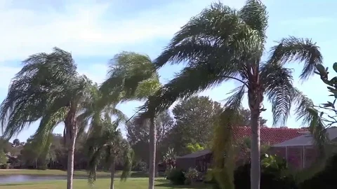 Breezy Palm Trees Stock Footage 99116784