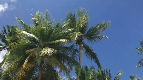 Breezy palm trees Stock-Footage 136910339