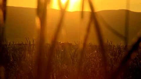 Breezy pasture  Stock Footage 907687