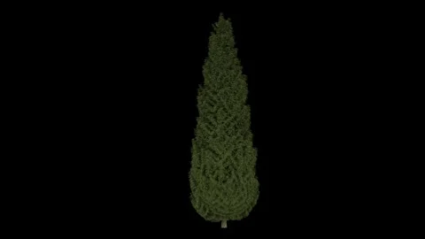 Breezy pine cypress   tree  fully isolated with alpha channel Stock Footage 255146939