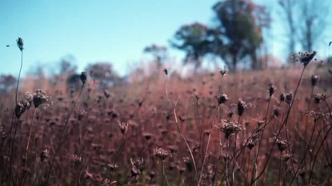 Breezy prairie surrounded by oak forest in autumn, foreground focus Stock Footage 73433065