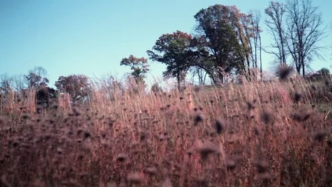 Breezy prairie surrounded by oak forest in autumn, background focus Stock Footage 73433386