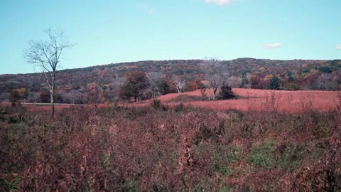 Breezy prairie surrounded by oak forest in autumn Stock Footage 73433705