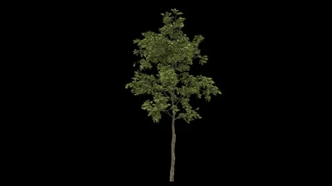 Breezy small cultivated forest tree fully isolated with alpha channel Stock Footage 255147148