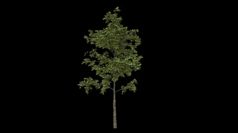 Breezy small cultivated tree fully isolated with alpha channel Stock Footage 255147138