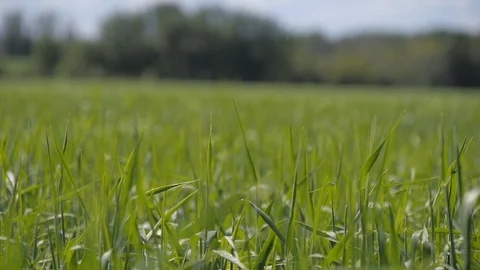 Breezy Summer Field Stock Footage 92141649