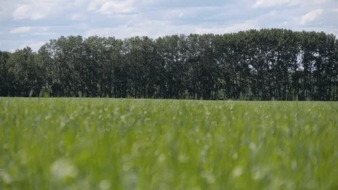 Breezy Summer Fields Stock Footage 92141629
