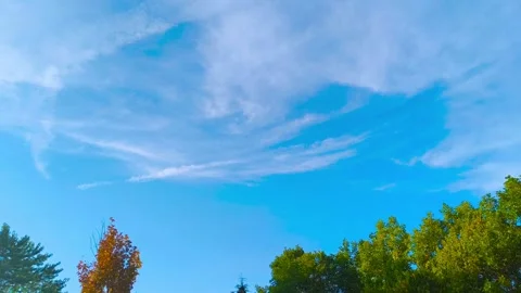Breezy summer sky over trees and traffic light swaying gently in the wind, Video stock 318311121