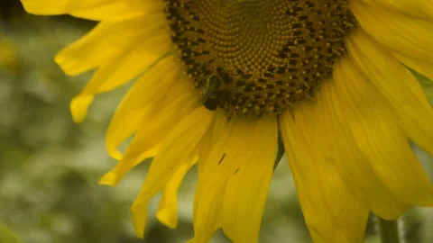Breezy sunflower and bumble bee Stock Footage