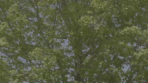 Breezy Trees Summer Day Stock Footage 311416288