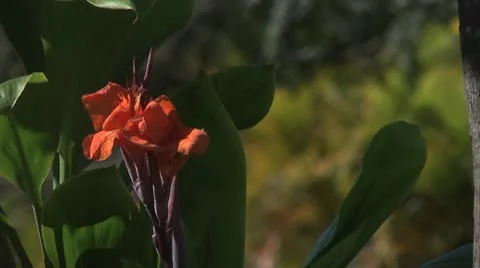 Breezy Tropical Flower Stock Footage 10686708